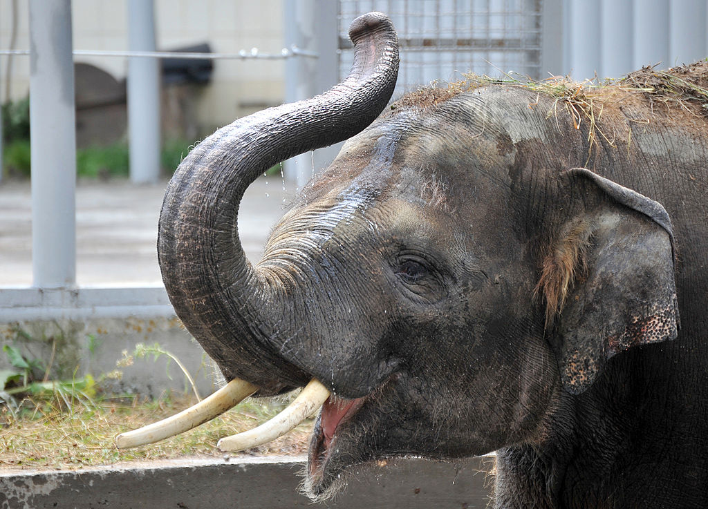 Elefante llamado "Horas" en zoológico de Kiev.
