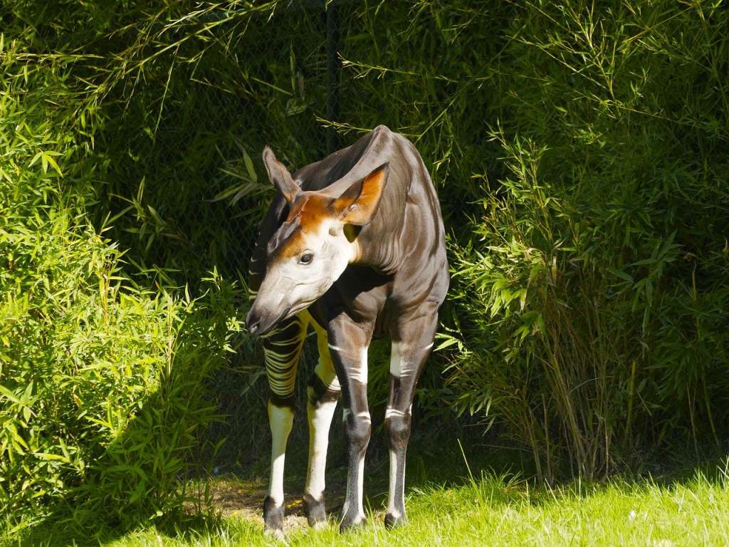 Okapi unicornio africano