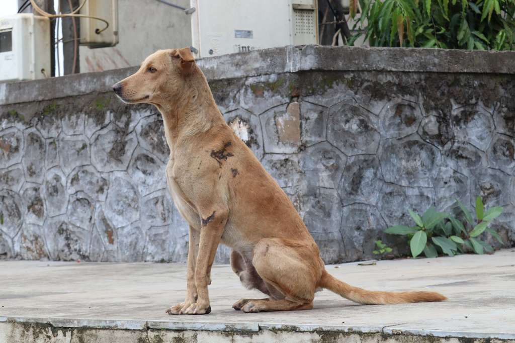 Perros callejeros rescatistas México