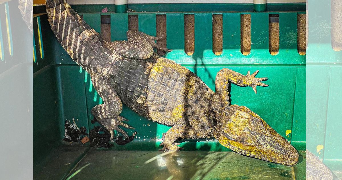 Rescatan a caimán perdido en el desierto de Texas