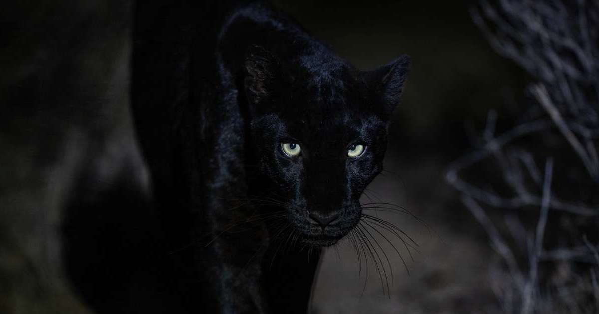 Fotógrafo apasionado de los leopardos negros