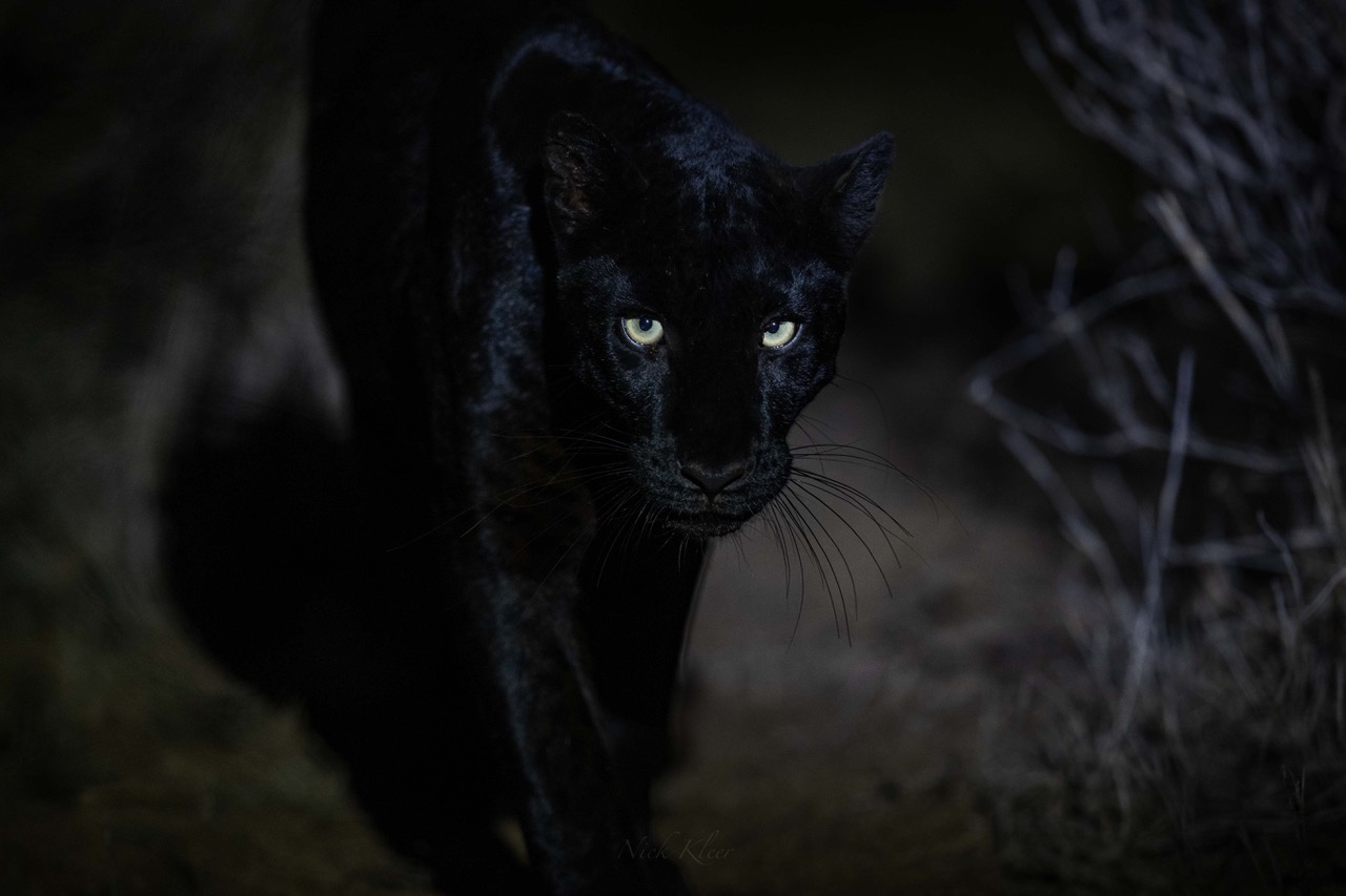 Leopardo negro