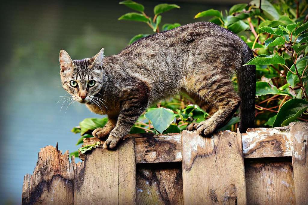 clasifican gato doméstico especie invasora