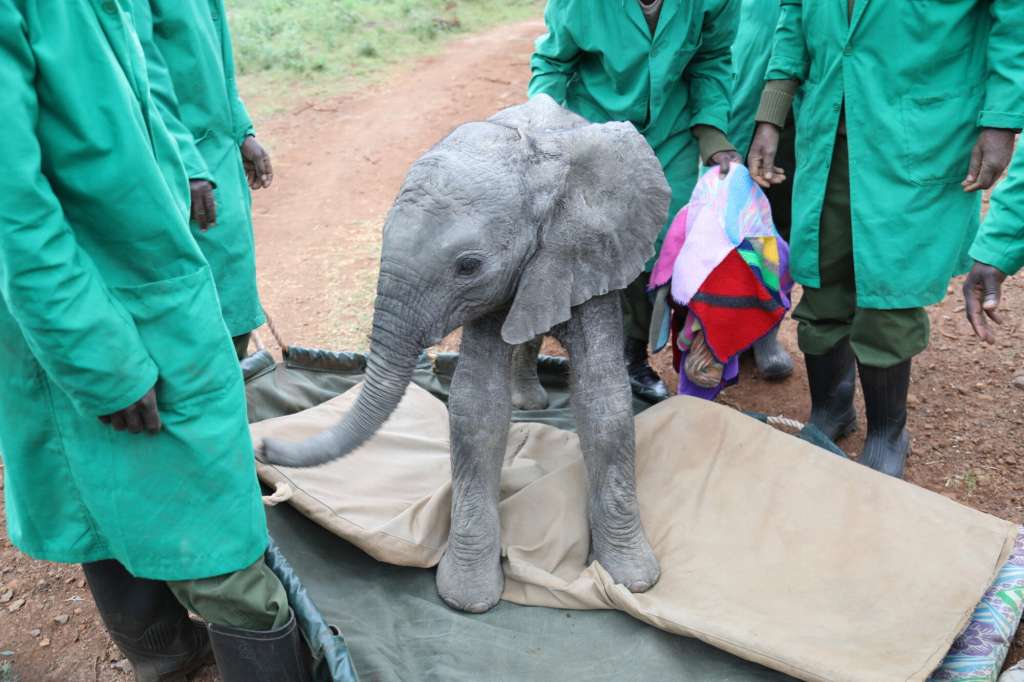 Adorable elefantita rescatada