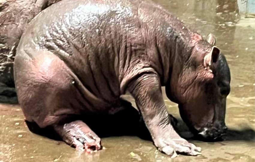 nace hipopótamo Fiona