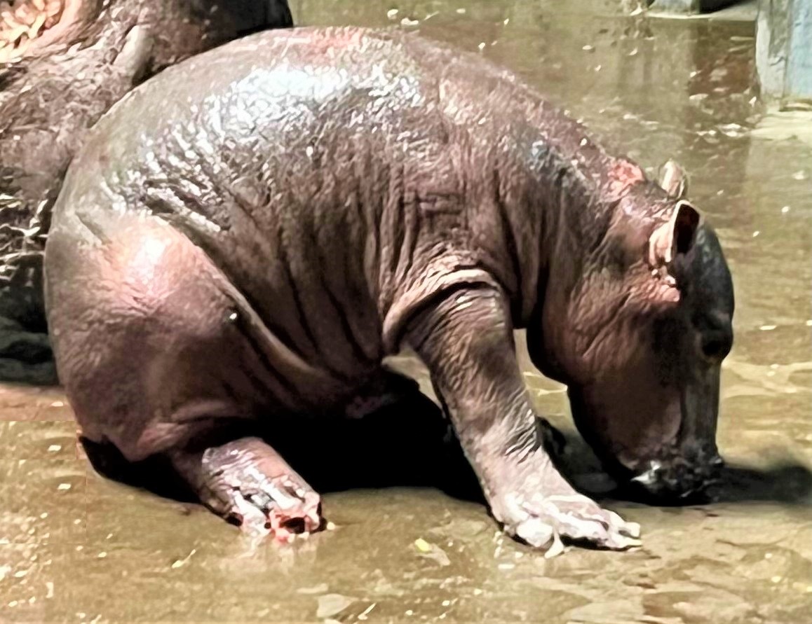 nace hipopótamo Fiona
