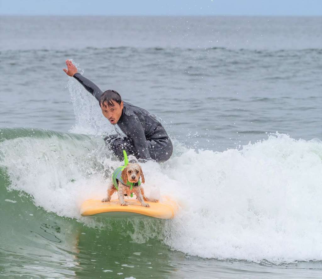 perros surfeando