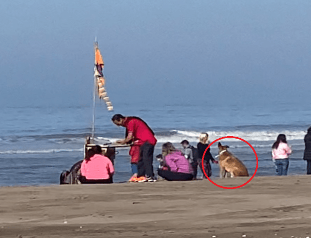 perro playa adoptó