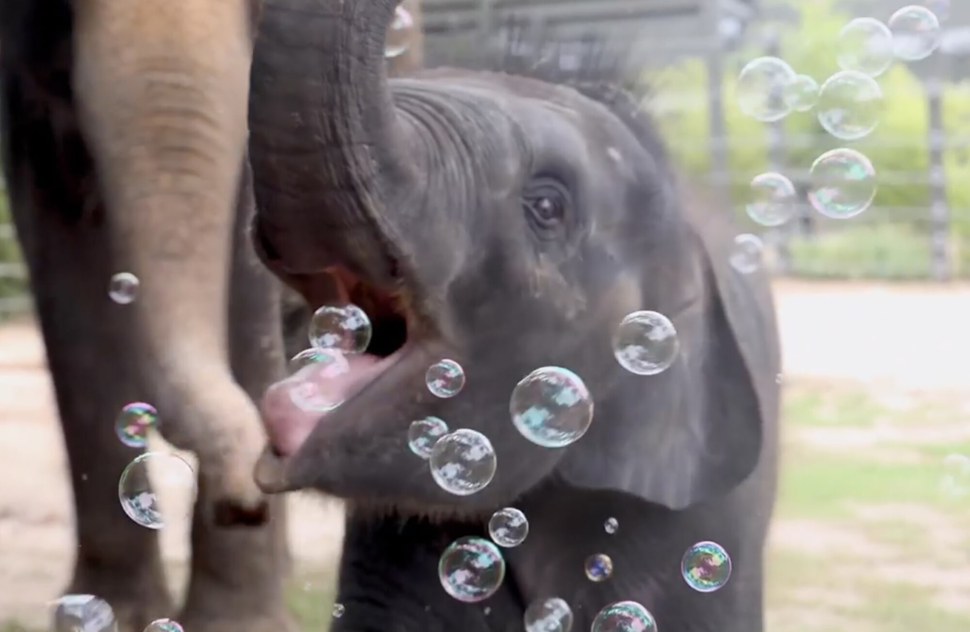 elefante burbujas