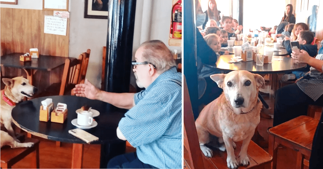Perrito adoptado cafetería sienta con clientes y hace compañía