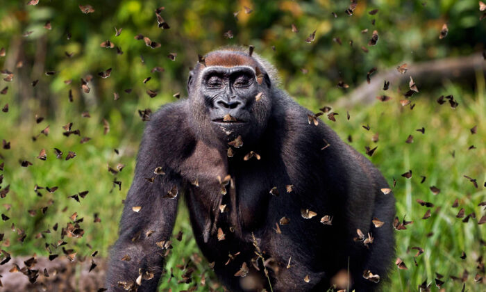 foto gorila mariposas