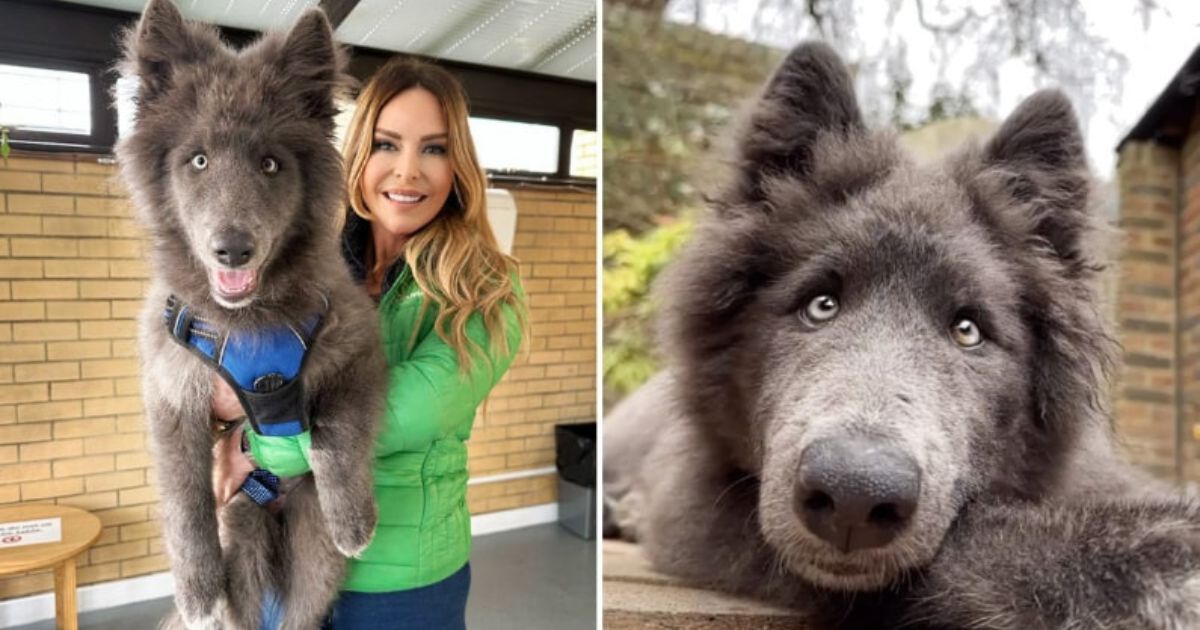 Perro lobo azul, un mascota especial que no es para todos